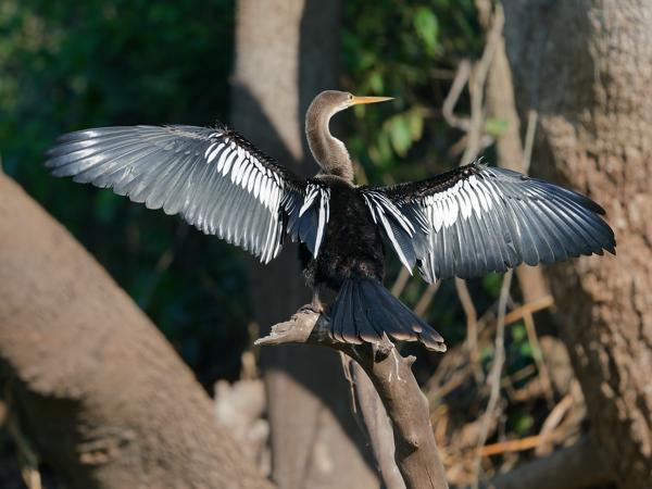 Amerikaanse slangenhalsvogel (Anhinga anhinga)